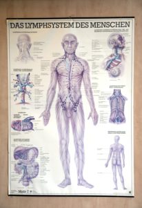 Poster, human lymphatic system, representation, indoors, medicine, health, illustration, poster, picture, science, Poster, human lymphatic system, representation, indoors, medicine, health, illustration, poster, picture, science,